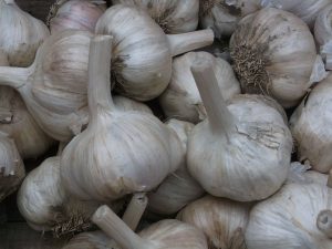 NE2_Garlic