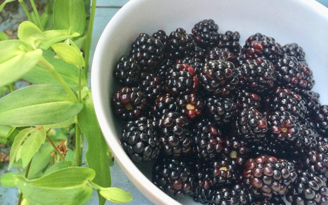 Freshly Picked Blackberries