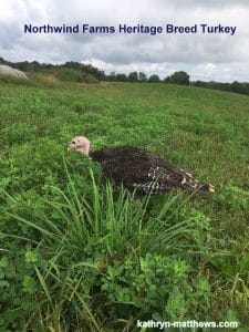 Northwind Farms Heritage Breed Turkey