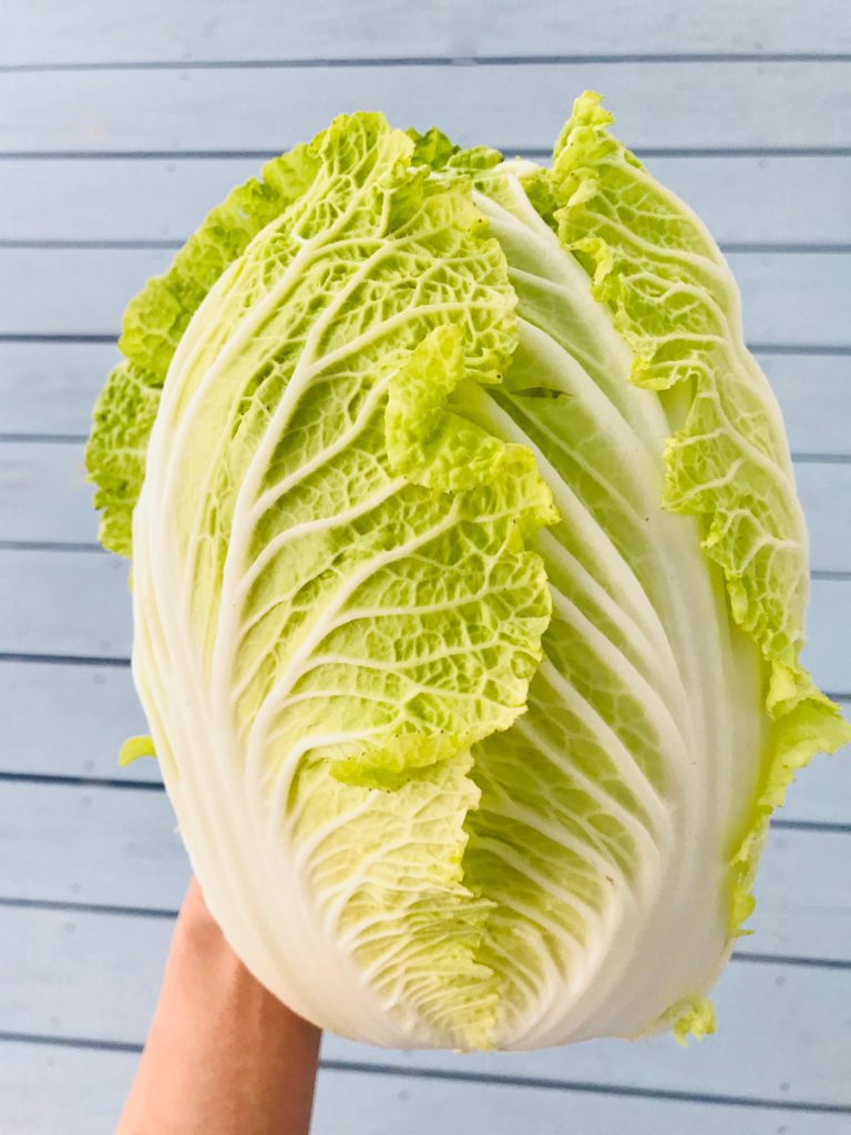 napa cabbage plush