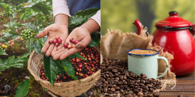 The Health Benefits of Beyond Organic Coffee